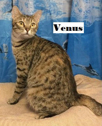 Venus